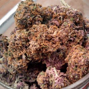 Purple Kush for sale